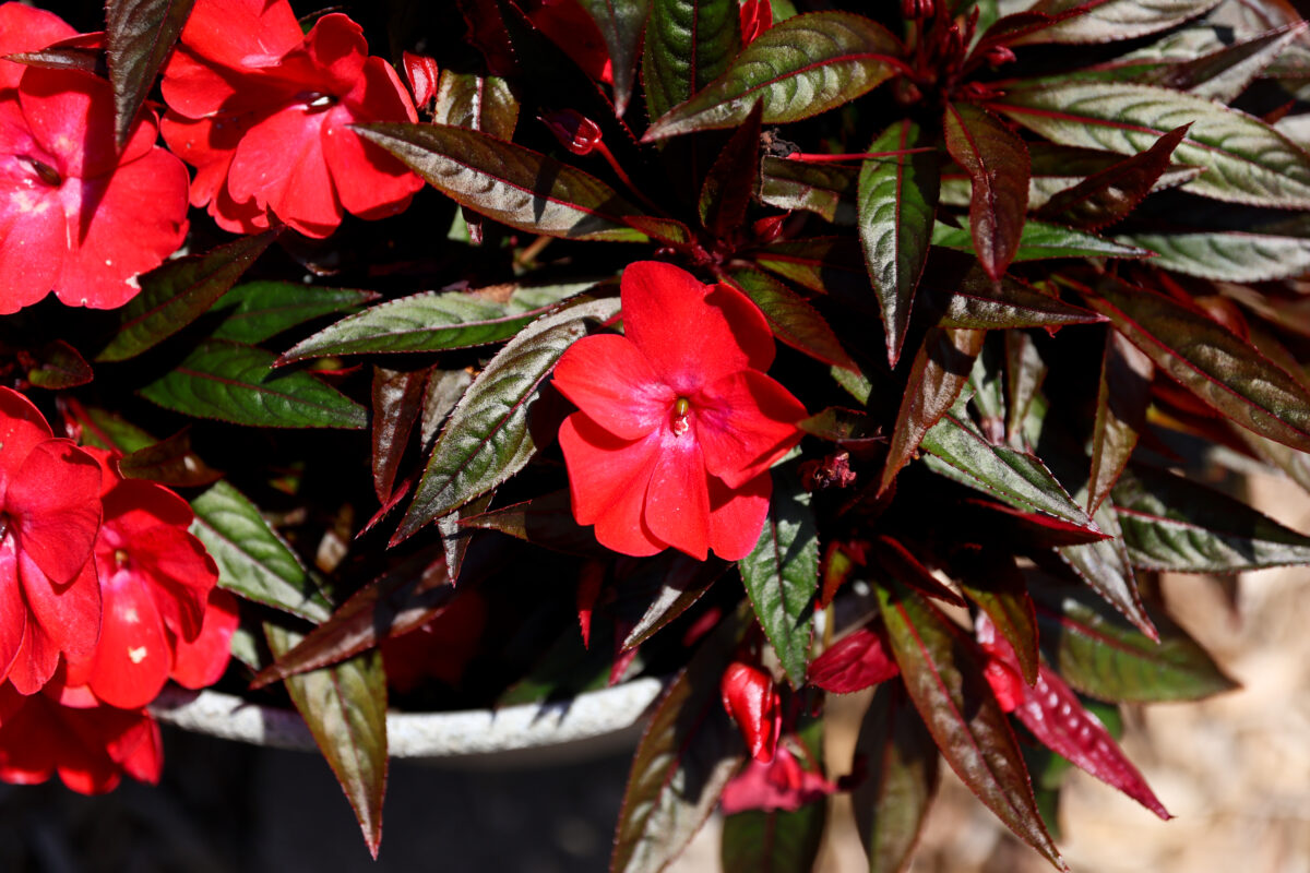 HARMONY® COLORFALL™ Dark Leaf Red