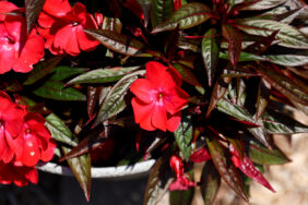 HARMONY® COLORFALL™ Dark Leaf Red