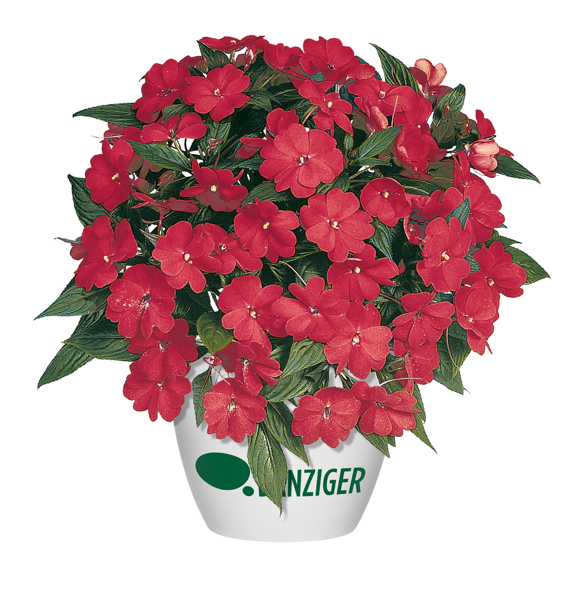 HARMONY® COLORFALL™ Dark Leaf Red