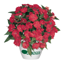 HARMONY® COLORFALL™ Dark Leaf Red