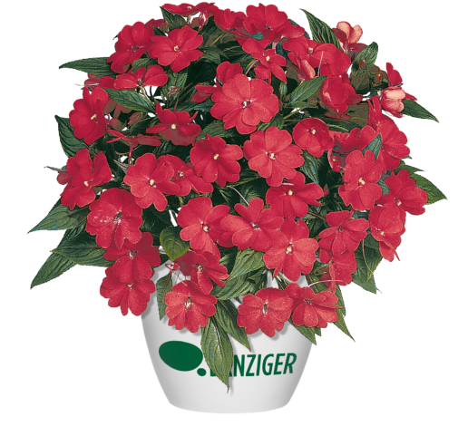 HARMONY® COLORFALL™ Dark Leaf Red