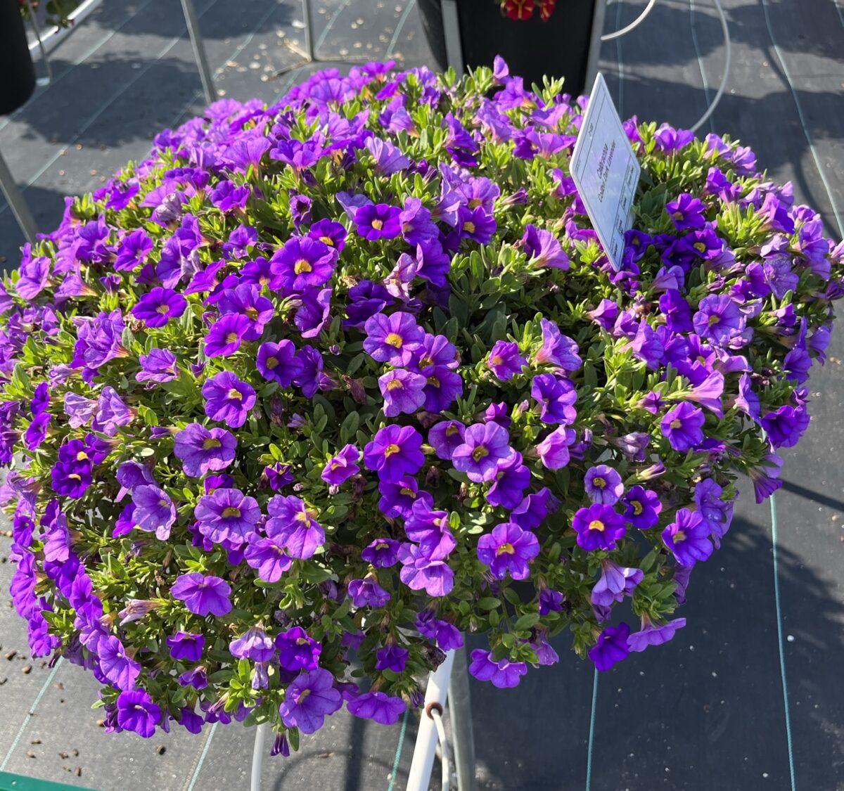 COLIBRI™ Dark Lavender