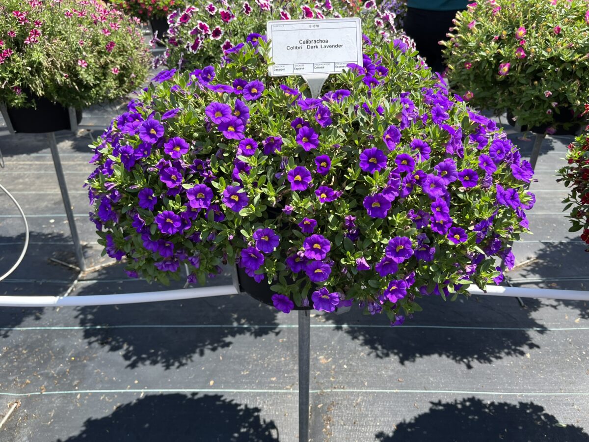 COLIBRI™ Dark Lavender