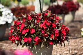 HARMONY® COLORFALL™ Dark Leaf Red