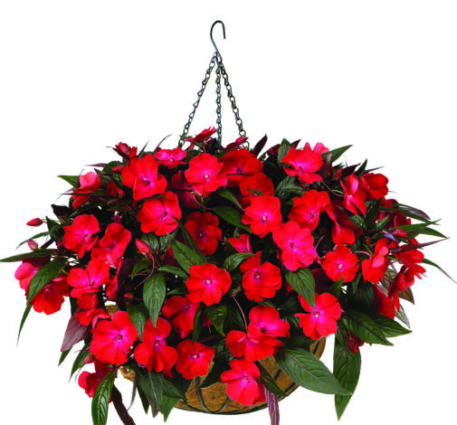 HARMONY® COLORFALL™ Dark Leaf Red
