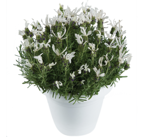 LAVEANNA™ White Frost