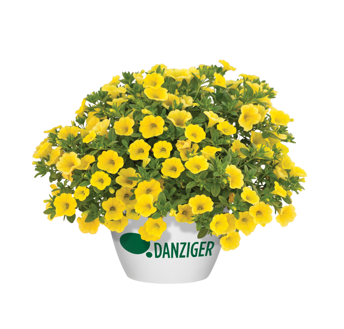 LIA™ Yellow improved