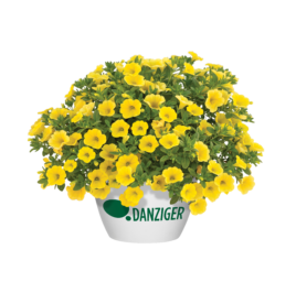 LIA™ Yellow improved