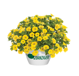 LIA™ Yellow improved