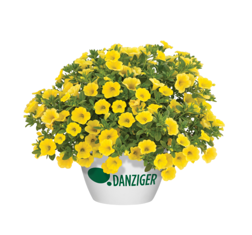 LIA™ Yellow improved