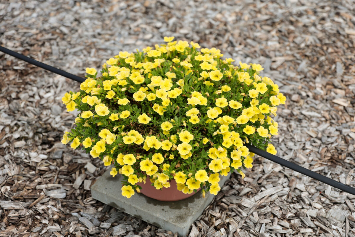 LIA™ Yellow improved