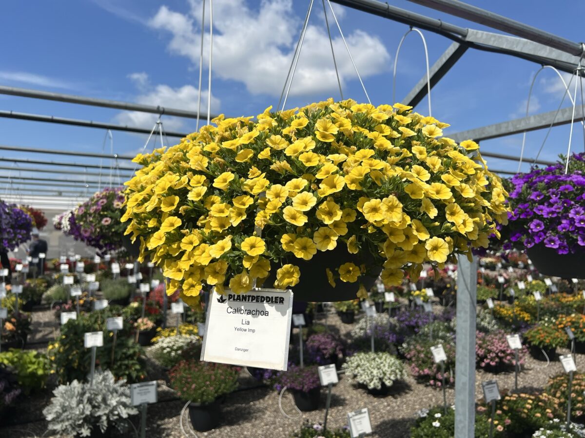 LIA™ Yellow improved