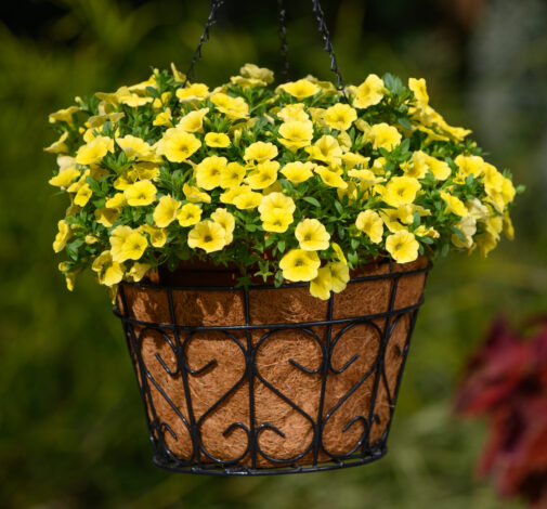 LIA™ Yellow improved