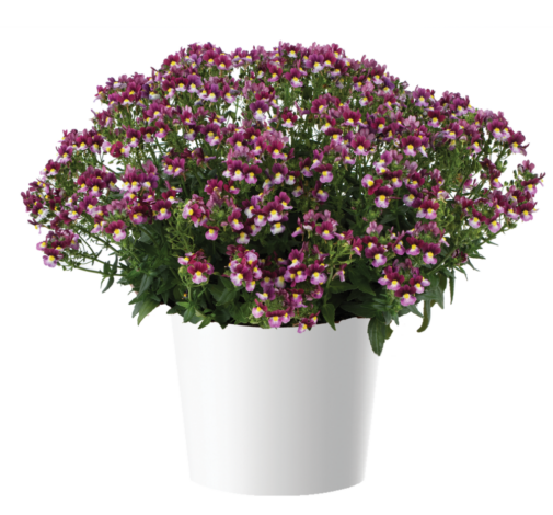 MENOR™ Dual Bordeaux