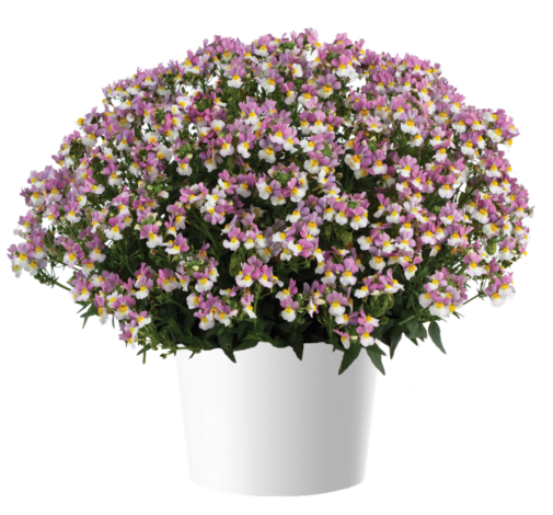 MENOR™ Dual Violet