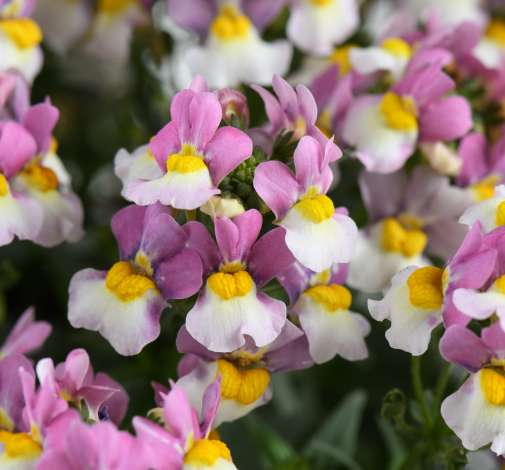MENOR™ Dual Violet