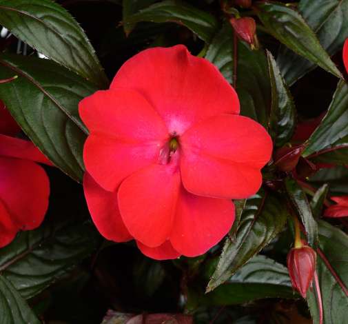 HARMONY® COLORFALL™ Dark Leaf Red