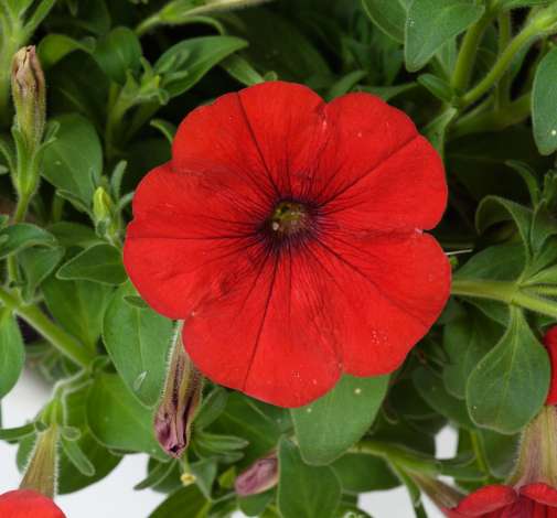 CAPELLA™ Ruby Red imp.