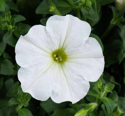 CAPELLA™ White imp.