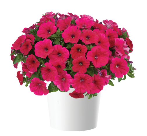 CASCADIAS™ Fuchsia