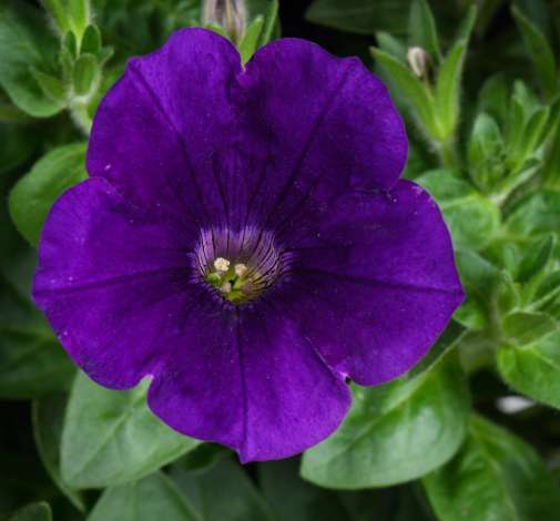 CAPELLA™ Indigo imp.