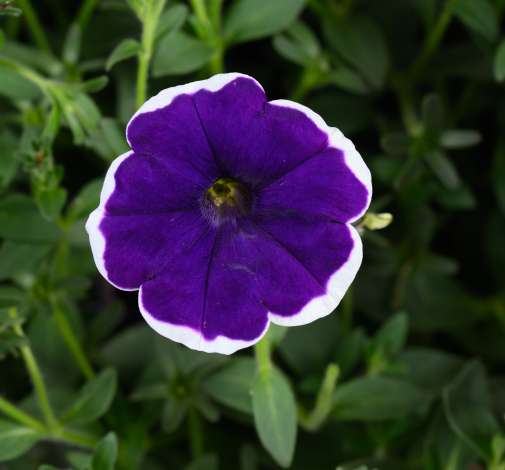 CASCADIAS™ Rim Violet Improved