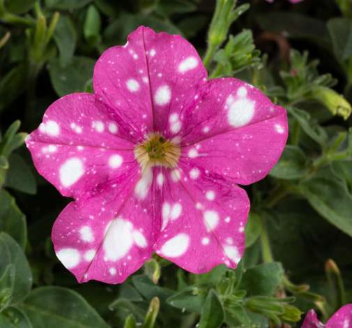 SPLASH DANCE® Rumba Rose