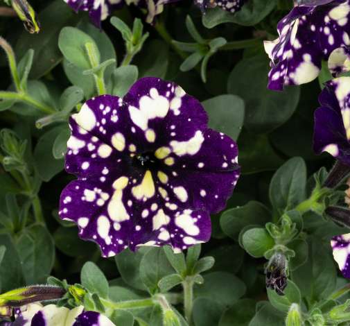 SPLASH DANCE® Violet Vogue