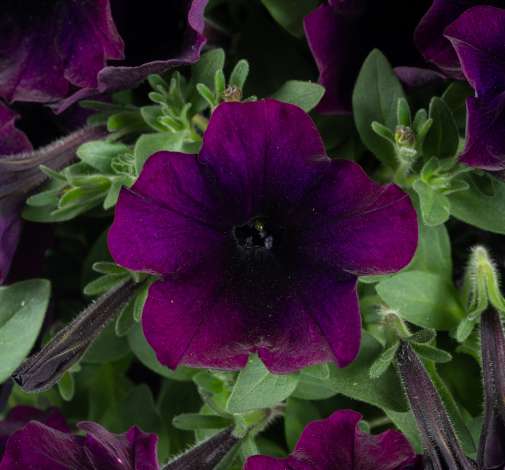 CAPELLA™ Mulberry
