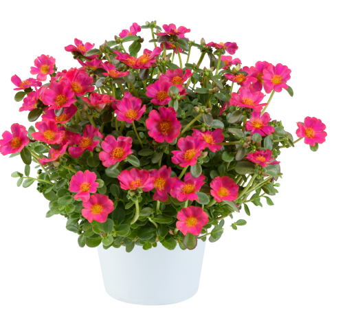 PAZZAZ™ NANO Fuchsia Improved