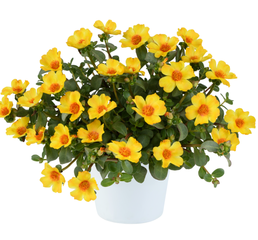 PAZZAZ™ NANO Yellow Twist