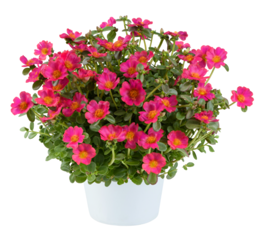 PAZZAZ™ NANO Fuchsia Improved