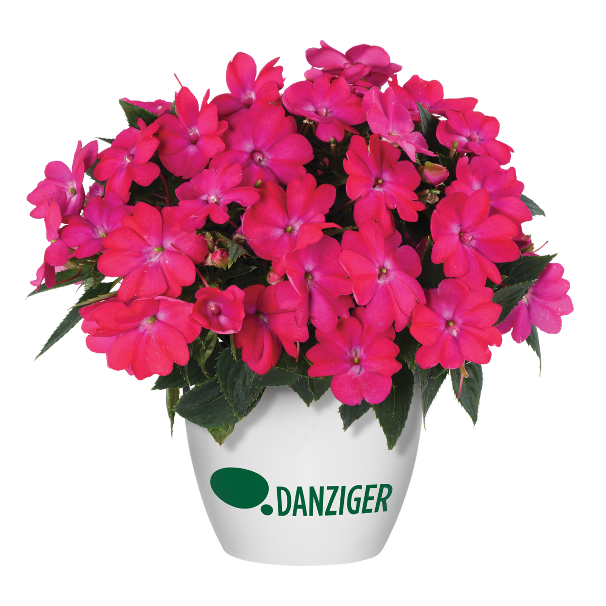 SOL LUNA™ Electric Pink