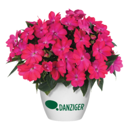 SOL LUNA™ Electric Pink