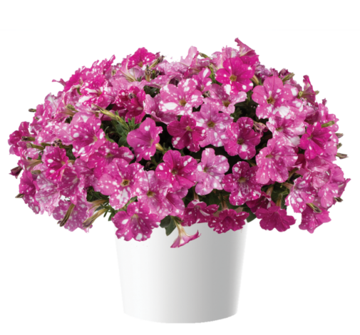 SPLASH DANCE™ Rumba Rose