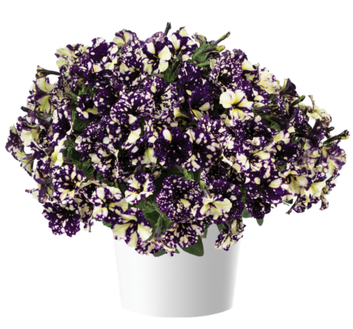 SPLASH DANCE™ Violet Vogue