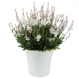 STEFFI™ White