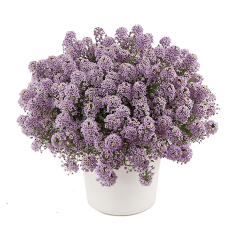 STREAM™ Compact Violet