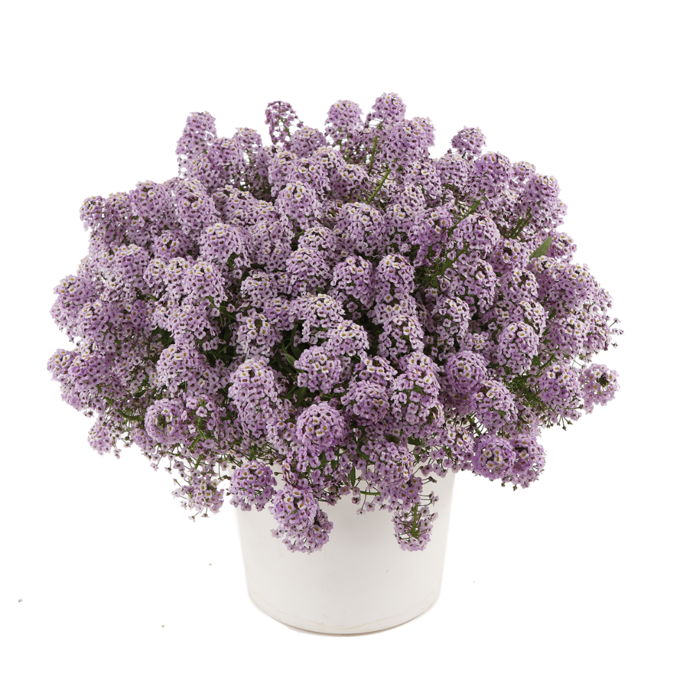 STREAM™ Compact Violet