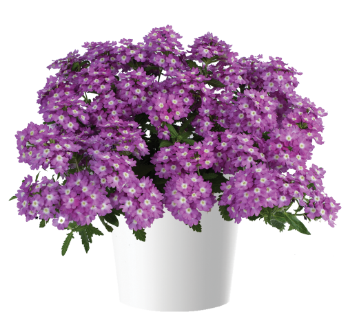 VANESSA™ Optik Grape