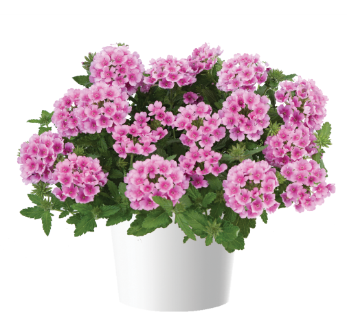 VANESSA™ COMPACT Rosa