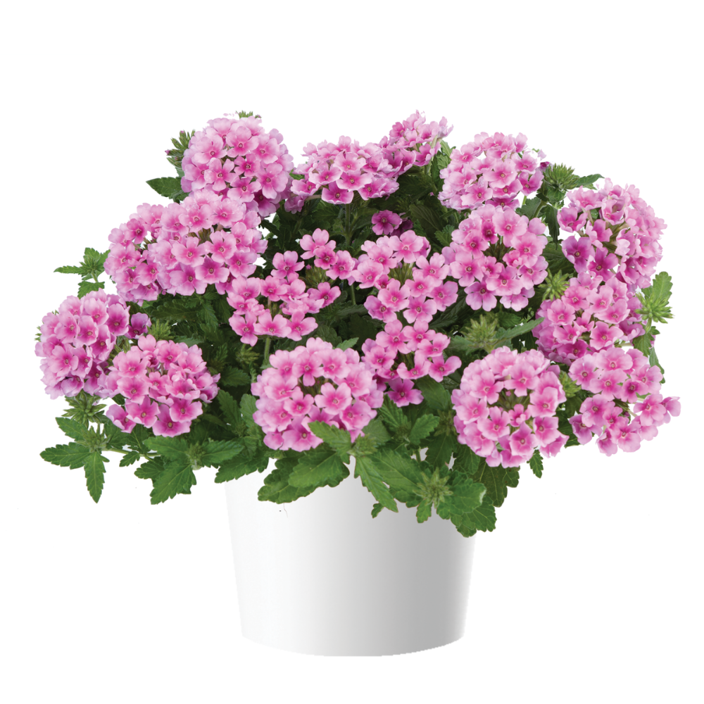 VANESSA™ COMPACT Rosa