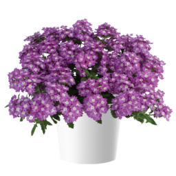VANESSA™ Optik Grape