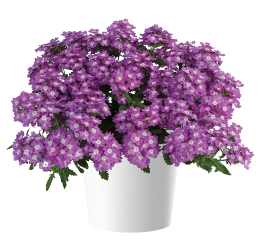 VANESSA™ Optik Grape