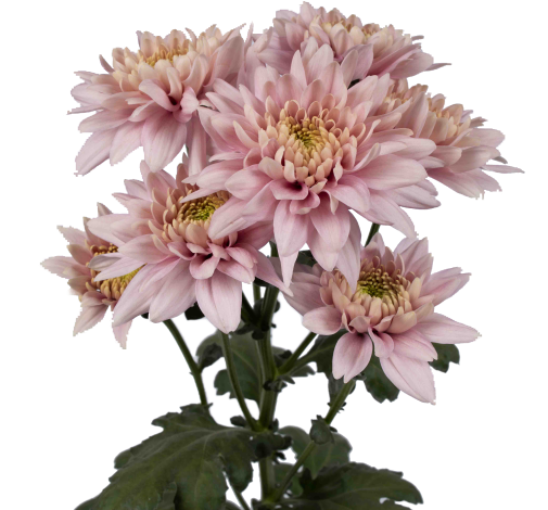 ROMANCERO™ PINK