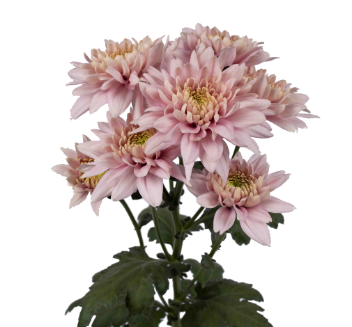 ROMANCERO™ PINK