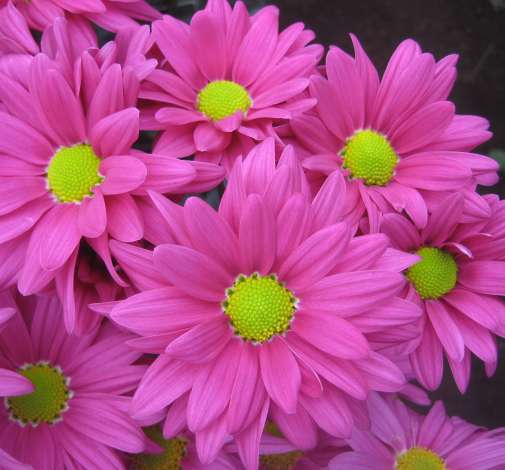 AMOR™ SWEETY