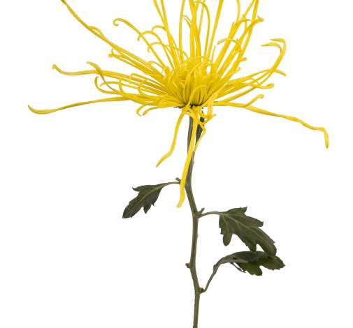 TROLL™ YELLOW