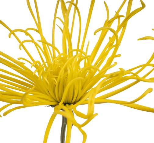 TROLL™ YELLOW