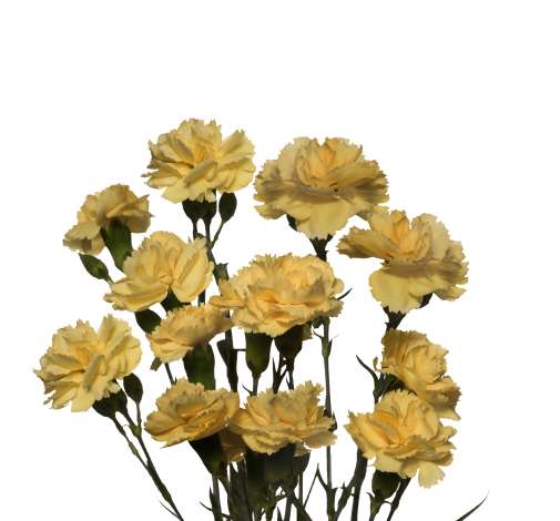 PIÑATA™ SUNDROPS
